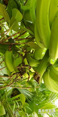 園區(qū)里的香蕉