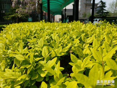 隨手拍