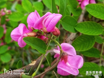 又到紅槐 花開時