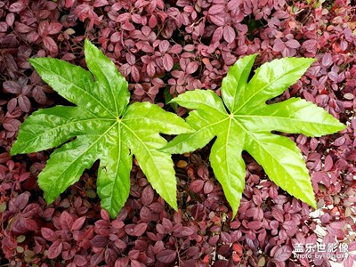 這葉子能做素材