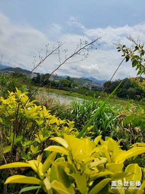 鄉(xiāng)下雜草叢生瞬間