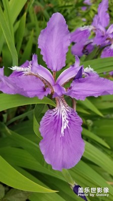 好看的花。。。。