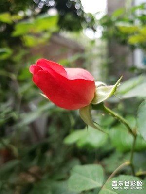隨手拍-微距，虛化效果，專(zhuān)業(yè)模式開(kāi)啟