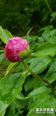 芍藥