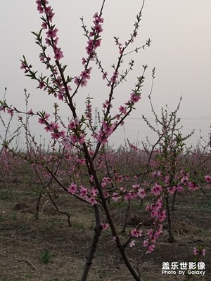 【不負(fù)好春光】+春天的色彩