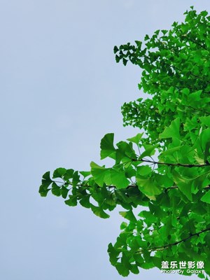 【不負(fù)好春光】+銀杏樹新葉