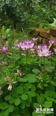 小花