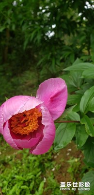 漂亮的花