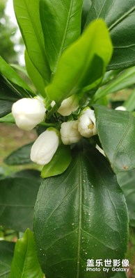 柑橘花，