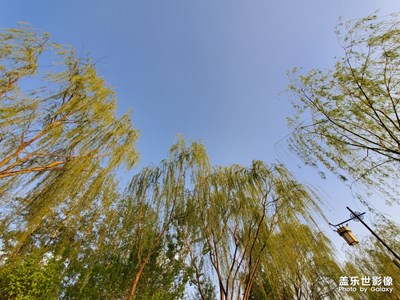 【不負好春光】+花開滿枝頭