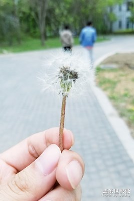 蒲公英