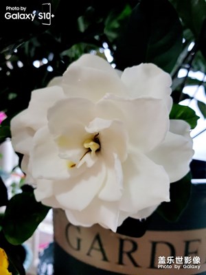 清晨那抹香-紅黃藍(lán)綠白