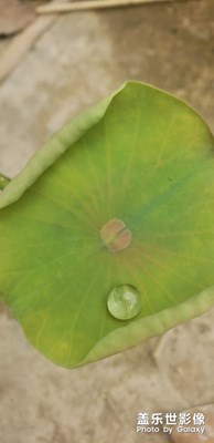 荷
