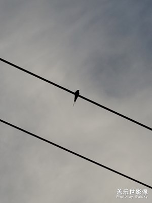 吉陽區(qū)濕地公園