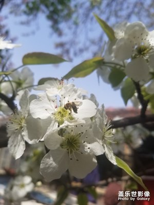 蜂與梨花