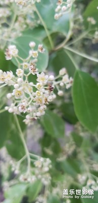 香樟花