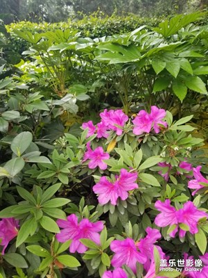 【不負好春光】+游樂杭州