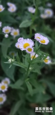 小花