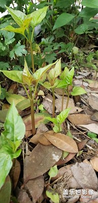 生命的延續(xù)。