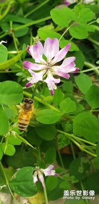 蜂戀花