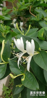 金銀花開(kāi)