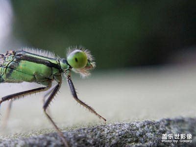路邊隨拍，隨便拍拍，打個招呼。