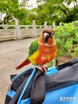 【玩轉(zhuǎn)五一】福州鎮(zhèn)海樓之乖乖系列  八