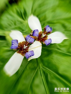 【玩轉(zhuǎn)五一】花語系列  九