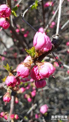【玩轉五一】
公園賞花