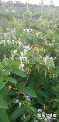金銀 花開(kāi)