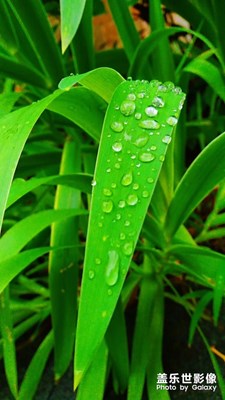 雨凈塵去