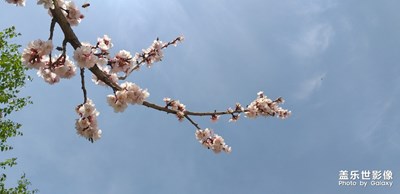 桃花盛開(kāi)季