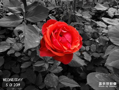 照片突出顯示顏色