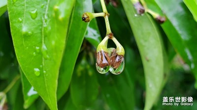 葉片上的雨珠