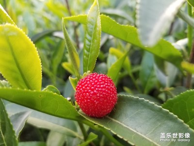 鄉(xiāng)下人的水果