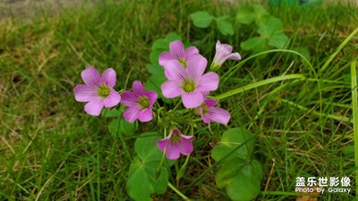 公司里的花花草草