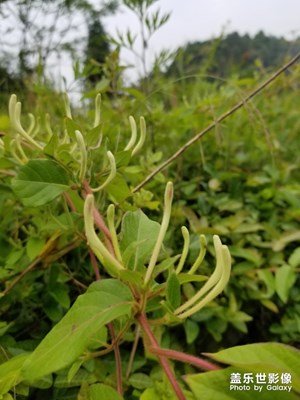 野生金銀花，