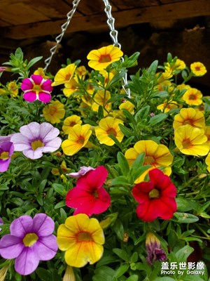 【玩轉(zhuǎn)五一】花魚貓??????