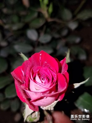 家門口的花花草草