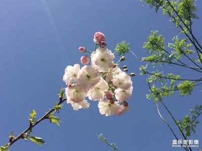 浐灞河邊的那些美麗花兒