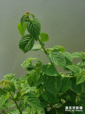 偶爾可以拍的很美