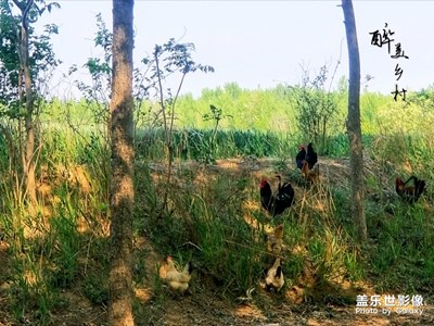 醉美鄉(xiāng)村