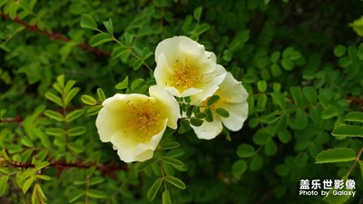 【初夏印象】+鳥語花香