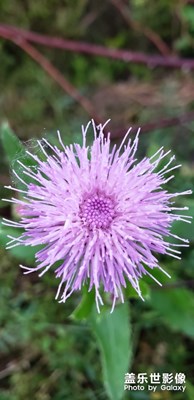 路邊小花