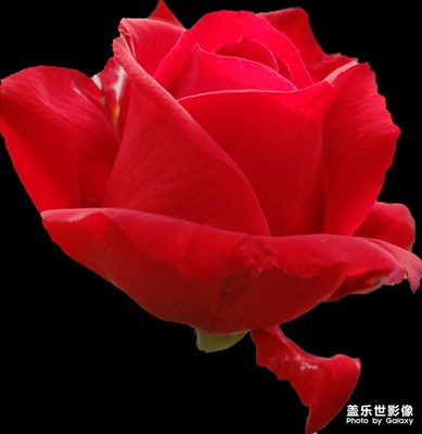 紅