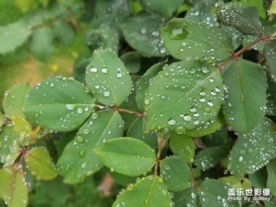 【初夏印象】+雨過之后