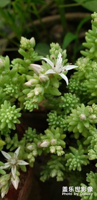 開(kāi)花