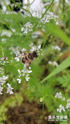 正在采花粉的辛勤的小蜜蜂。。。。。。