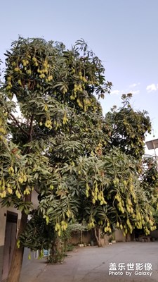 果果多的無法形容