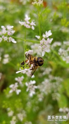 勤勞的小蜜蜂。。之二。。。。。。